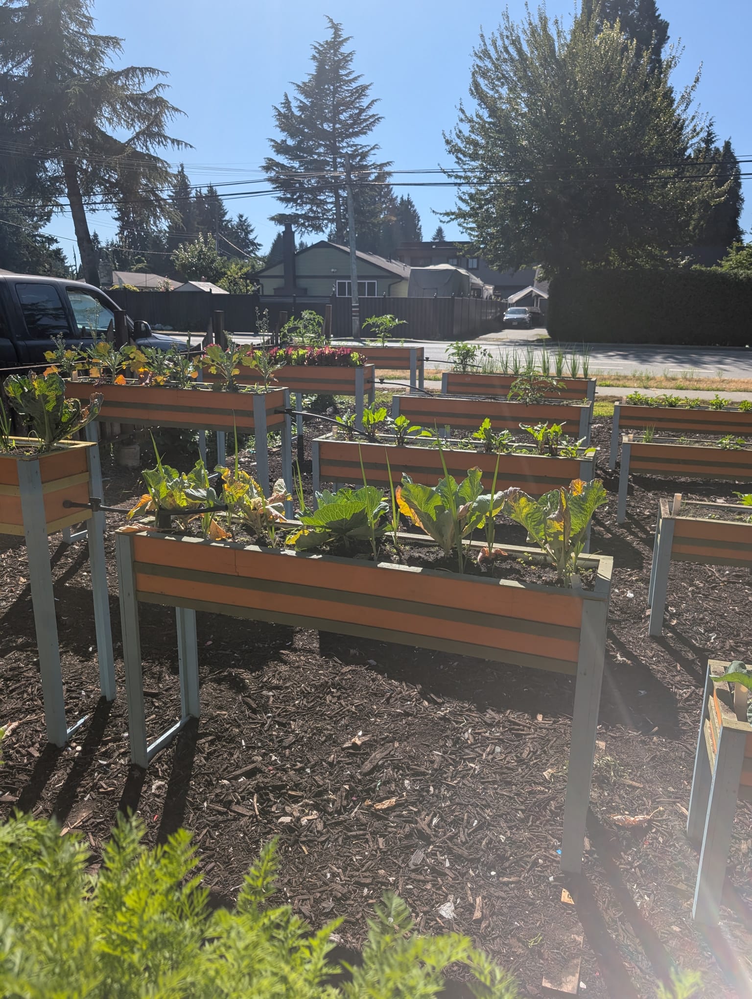 Multiple Handmade Planters raised beds growing herbs and vegetables outdoors